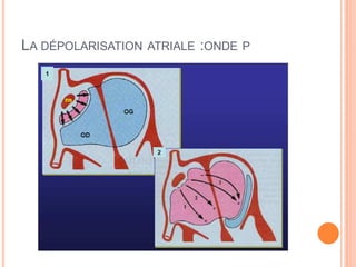 LA DÉPOLARISATION

ATRIALE :ONDE P

 