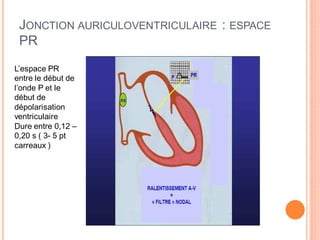 JONCTION AURICULOVENTRICULAIRE : ESPACE
PR
L’espace PR
entre le début de
l’onde P et le
début de
dépolarisation
ventriculaire
Dure entre 0,12 –
0,20 s ( 3- 5 pt
carreaux )

 
