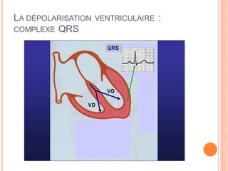 LA DÉPOLARISATION
COMPLEXE QRS

VENTRICULAIRE

:

 