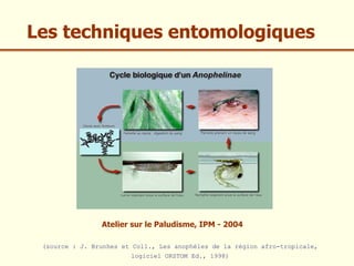 Les techniques entomologiques




                Atelier sur le Paludisme, IPM - 2004

 (source : J. Brunhes et Coll., Les anophèles de la région afro-tropicale,
                        logiciel ORSTOM Ed., 1998)
 
