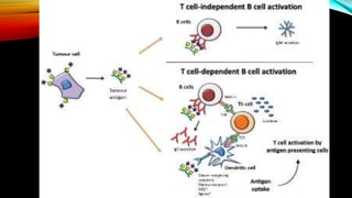 T dependent and t independent antigens
