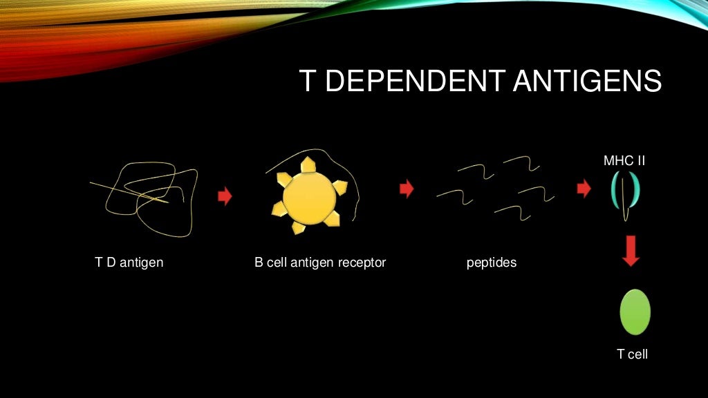 T dependent and t independent antigens