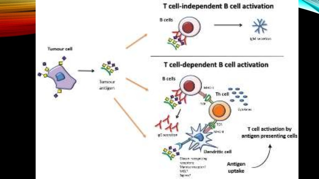 T dependent and t independent antigens