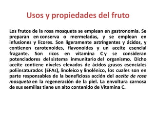 Usos y propiedades del fruto
Los frutos de la rosa mosqueta se emplean en gastronomía. Se
preparan en conserva o mermeladas, y se emplean en
infusiones y licores. Son ligeramente astringentes y ácidos, y
contienen carotenoides, flavonoides y un aceite esencial
fragante. Son ricos en vitamina C y se consideran
potenciadores del sistema inmunitario del organismo. Dicho
aceite contiene niveles elevados de ácidos grasos esenciales
poliinsaturados (EFAs), linoleico y linolénico, los cuales son en
parte responsables de la beneficiosa acción del aceite de rosa
mosqueta en la regeneración de la piel. La envoltura carnosa
de sus semillas tiene un alto contenido de Vitamina C.
 