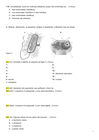 3
1.10 - Os fosfolípidos dizem-se moléculas anfipáticas porque são constituídas por... (10 Pontos)
A. duas extremidades hidrofóbicas.
B. uma extremidade hidrofóbica e outra hidrofílica.
C. duas extremidades hidrofílicas.
D. nenhumas das anteriores.
2 - Observe, atentamente, os esquemas da figura 2 respeitantes a diferentes tipos de células.
Figura 2
(D1) 2.1 - Complete a legenda do esquema da figura 2. (9 Pontos)
1 -
2 -
3 -
4 –
5 -
6 - vacúolo
7 - cloroplasto
8 -
9 -
10 -
11 - Membrana plasmática
12 -
13 - nucléolo
(D1) 2.2 - Apresente dois argumentos que justifiquem o facto de…
(D2) 2.2.1 - o esquema A corresponder a uma célula procariótica. (10 Pontos)
(D2) 2.2.2 - o esquema B corresponder a uma célula vegetal. (10 Pontos)
(D2) 2.3 - Algumas células de uma planta não possuem… (10 Pontos)
A. a membrana celular.
B. o cloroplasto.
C. o citoplasma.
D. a parede celular.
A B
 