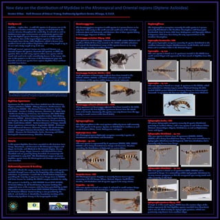 New data on the distribution of Mydidae in the Afrotropical and Oriental regions (Diptera: Asiloidea)
 Torsten Dikow – Field Museum of Natural History, Biodiversity Synthesis Center, Chicago, IL, U.S.A.


 Background                                                                                     Cacatuopyginae                                                                Leptomydinae
 Mydidae – mydas flies – is with 461 species in 66 genera one of the                            The Cacatuopyginae comprises 6 valid species in 2 genera known so far         The Leptomydinae comprises currently 47 valid species in 6 genera
 less speciose families of Asiloidea. Species are distributed in the                            only from India (only in the north-east and south-east of the country),       primarily distributed in the Northern Hemisphere with Hessemydas
 warmer climates throughout the world (Fig. 1) and arid as well as                              Indonesia (Java and Sulawesi), and Vietnam. Five of these species belong      Kondratieff, Carr & Irwin, 2005 from Madagascar and Plyomydas Wilcox
 Mediterranean-type environments are particularly species-rich.                                 to Cacatuopyga Papavero & Wilcox, 1974.                                       & Papavero, 1971 from Peru being the only representatives in the
 By far the highest species diversity is found in southern Africa                                                                                                             Southern Hemisphere.
 (178 species). One of the largest Diptera species in the world is                              Cacatuopyga auriculosa (Séguy, 1934)
 Gauromydas heros (Perty, 1833) (Mydinae), which is known from                                  Two specimens of Cacatuopyga auriculosa from south-eastern Vietnam and        Leptomydas Gerstaecker, 1868
 southern Brazil and northern Argentina, with a wing length of up to                            southern Thailand have been located in the BPBM and CAS collections           The genus Leptomydas comprises currently 13 species distributed in the
 59 mm and a body length of up to 52 mm.                                                        and extend the distributional range of this species known so far only         southern Palaearctic Region (Mediterranean, Saudi Arabia, and central
                                                                                                from the type locality in northern Vietnam.                                   Asia) and in northern India in the Oriental Region.
 Although several regional faunas are fairly well known, e.g.,
 Nearctic Region (94 species), Australia (43 species), or Chile (18                                                                                                           Leptomydas ... sp. nov.
 species), there are still many regions where new species will be                                                                                                             This new species is based on 3 ? specimens located in the ZSMC from
 found and need to be made scientifically known in the future. The                                                                                                            south-central Nepal and represents the first record of Mydidae from this
 aim of this project is to fill some of the distributional gaps and                                                                                                           country.
 describe several new species from regions Mydidae have not been
 recorded from before.

                                                                                                 5 mm                                       5 mm



                                                                                                Cacatuopyga basifascia (Walker, 1859)
                                                                                                Eight specimens of Cacatuopyga basifascia have been located in the
                                                                                                RMNH, ZMHB, ZMAN, and ZSMC collections and extend the                                                    5 mm                                   5 mm
                                                                                                distribution of this species within Sulawesi Island, Indonesia.
                                                                                                                                                                              Leptomydas ... sp. nov.
                                                                                                                                                                              This new species is based on a single ? specimen in the LACM, which
                                                                                                                                                                              was collected in a Malaise trap in central Thailand during the NSF-
                                                                                                                                                                              funded TIGER project (Thailand Inventory Group for Entomological
                                                                                                                                                                              Research). It represents the first new Mydidae species from Thailand.
 Fig. 1. Map of the world with type localities of 387 valid Mydidae species (red circles) and
 new distributional records from 10 species in 5 genera presented here (yellow triangles).

                                                                                                 5 mm                                    5 mm
 Mydidae Specimens
 Specimens for this project have been studied from the following                                Cacatuopyga ruficornis (Wiedemann, 1824)
 Diptera collections: AMGS - Albany Museum, Grahamstown, EC,                                    Three specimens of Cacatuopyga ruficornis have been located in the DEIC,
 South Africa; BMNH - The Natural History Museum, London,                                       which represent the first Mydidae specimens known from the island
 UK; BPBM - Bernice P. Bishop Museum, Honolulu, HI, USA; CAS                                    state of Sri Lanka. Previously, this species was only known from the type                                                   5 mm
 - California Academy of Sciences, San Francisco, CA, USA; DEIC                                 locality in south-eastern India (Tamil Nadu).
 - Senckenberg Deutsches Entomologisches Institut, Müncheberg,
 Germany; LACM - Natural History Museum Los Angeles County,
 Los Angeles, CA, USA; NMSA - Natal Museum, Pietermaritzburg,                                   Syllegomydinae                                                                Syllegomydas Becker, 1906
 KZN, South Africa; NMKE - National Museums of Kenya, Nairobi,                                                                                                                The genus Syllegomydas comprises currently 24 species distributed
 Kenya (specimens collected by R. Copeland); RMNH - Nationaal                                   The Syllegomydinae is the most speciose subfamily taxon with currently
                                                                                                                                                                              primarily in northern Africa, with a few species in sub-Saharan Africa
 Natuurhistorisch Museum, Naturalis, Leiden, The Netherlands;                                   204 valid species in 25 genera. Species are distributed in northern as well
                                                                                                                                                                              (Malawi, Mozambique, Nigeria, Zimbabwe), as well as Afghanistan,
 ZMAN - Zoological Museum Amsterdam, The Netherlands;                                           as sub-Saharan Africa, Israel, Madagascar, and Spain.
                                                                                                                                                                              Israel, and Spain.
 ZMHB - Museum für Naturkunde, Berlin, Germany; and ZSMC -                                      Mydaselpis Bezzi, 1924
 Zoologische Staatssammlung, München, Germany.                                                                                                                                Syllegomydas (Notobates) ... sp. nov.
                                                                                                The Afrotropical genus Mydaselpis comprises currently 5 species all
                                                                                                                                                                              This new species is known from 16 specimens (BMNH, NMKE,
                                                                                                distributed in South Africa and Zimbabwe.
                                                                                                                                                                              NMSA) and is being described from Kenya. It has some resemblance to
 Results                                                                                        Mydaselpis ... sp. nov.                                                       Syllegomydas (Notobates) arnoldi Bequaert, 1938 from Zimbabwe, but is
                                                                                                This new species is represented by 11 specimens (AMGS, CAS, NMKE,             presently only known from Kenya.
 In this project Mydidae have been recorded for the first time from
 Kenya, Mauritania, and Tanzania in the Afrotropical Region and                                 NMSA) and is being described from Kenya and Tanzania, therefore
 Nepal, Sri Lanka, and Thailand in the Oriental Region. Six new                                 extending the distribution of Mydaselpis to eastern Africa.
 species from Kenya, Nepal, Tanzania, and Thailand have been
 identified and are presently being described. A manuscript will
 be submitted in early 2010. The distributional ranges of several
 Mydidae species from the Afrotropical and Oriental regions have
 been extended.
                                                                                                                                                                                                          5 mm                                  5 mm

 Acknowledgements & Funding
                                                                                                   5 mm                                    5 mm                               Syllegomydas (Notobates) ... sp. nov.
 The author thanks the many museum curators who made specimens                                                                                                                This new species is based on 17 specimens (CAS, NMKE) and is
 available through loans and for the hospitality when visiting the                                                                                                            restricted to Kenya. It is outstanding within Syllegomydas (Notobates) for
 collections. In particular, I would like to thank Robert Copeland for                          Vespiodes Hesse, 1969                                                         its very narrow postgenae so that the compound eyes nearly touch each
 providing the majority of specimens from Kenya (now in NMKE)                                   The Afrotropical genus Vespiodes is currently known from 9 species            other ventrally on the head.
 and Brian Brown for making the TIGER samples available for study.                              occurring in the DR Congo, Ghana, Malawi, Nigeria, South Africa,
 This project is funded by an NSF REVSYS Grant (DEB 0919333;                                    Zambia, and Zimbabwe and all species appear to be wasp mimics.
 PI Torsten Dikow, Co-PI David Yeates). Previous funding that                                   Vespiodes ... sp. nov.
 supported some of the museum visits has been provided by an NSF                                This new species is based on a single ? collected in south-eastern Kenya
 Dissertation Improvement Grant (DEB 0608258; PI James Liebherr,                                (NMKE) and extends the distribution of the genus to eastern Africa.
 Co-PI Torsten Dikow). Partial funding is also provided by the
 John D. and Catherine T. MacArthur Foundation funding of the
 Biodiversity Synthesis Group of the Encyclopedia of Life.
                                                                                                                                                                                                        5 mm                                  5 mm



                                                                                                                                                                              Syllegomydas proximus Séguy, 1928
                                                                                                                                                                              A single ? of this small species (CAS) from the western edges of the
                                                                                                                                                                              Sahara represents the first Mydidae species recorded from Mauritania
                                                                                                 5 mm                                      5 mm                               and is also the third locality for Syllegomydas proximus, which was
                                                                                                                                                                              previously only known from southern Niger.
 
