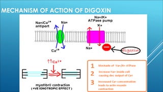 MECHANISM OF ACTION OF DIGOXIN
 