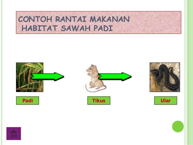 Tdp rantai makanan