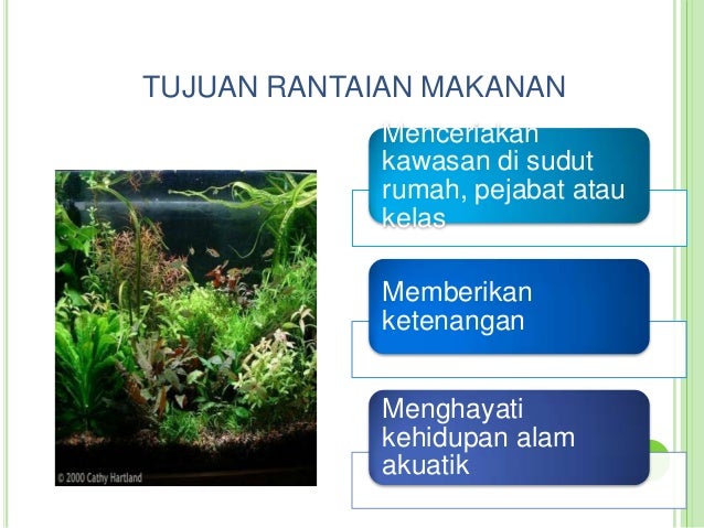 Tdp rantai makanan