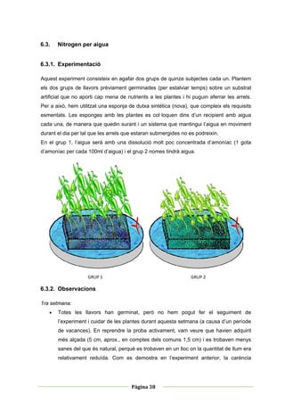 6.3.    Nitrogen per aigua


6.3.1. Experimentació

Aquest experiment consisteix en agafar dos grups de quinze subjectes cada un. Plantem
els dos grups de llavors prèviament germinades (per estalviar temps) sobre un substrat
artificial que no aporti cap mena de nutrients a les plantes i hi puguin aferrar les arrels.
Per a això, hem utilitzat una esponja de dutxa sintètica (nova), que compleix els requisits
esmentats. Les esponges amb les plantes es col·loquen dins d’un recipient amb aigua
cada una, de manera que quedin surant i un sistema que mantingui l’aigua en moviment
durant el dia per tal que les arrels que estaran submergides no es podreixin.
En el grup 1, l’aigua serà amb una dissolució molt poc concentrada d’amoníac (1 gota
d’amoníac per cada 100ml d’aigua) i el grup 2 nomes tindrà aigua.




                    GRUP 1                                       GRUP 2 

6.3.2. Observacions

1ra setmana:
       Totes les llavors han germinat, però no hem pogut fer el seguiment de
        l’experiment i cuidar de les plantes durant aquesta setmana (a causa d’un període
        de vacances). En reprendre la proba activament, vam veure que havien adquirit
        més alçada (5 cm, aprox., en comptes dels comuns 1,5 cm) i es trobaven menys
        sanes del que és natural, perquè es trobaven en un lloc on la quantitat de llum era
        relativament reduïda. Com es demostra en l’experiment anterior, la carència



 
                                                       
                                       Pàgina 38 
                                                       
 