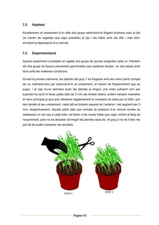 7.2.   Hipòtesi

Accelerarem el creixement d’un dels dos grups estimulant-lo fregant diversos cops al dia
(el màxim de vegades que sigui possible) la tija i les fulles amb els dits i més tard,
simulant la depredació d’un animal.


7.3.   Experimentació

Aquest experiment consisteix en agafar dos grups de quinze subjectes cada un. Plantem
els dos grups de llavors prèviament germinades (per estalviar temps) en dos testos amb
terra amb les mateixes condicions.

Durant la primera setmana, les plantes del grup 1 es fregaran amb les mans (amb compta
de no malmetre-les) per estimula’ls-hi el creixement, el màxim de freqüentment que es
pugui, i al cap d’una setmana quan les plantes ja tinguin una mida suficient com per
suportar-ho se’ls hi faran petits talls de 2 mm als limbes foliars, evitant sempre malmetre
el nervi principal ja que això afectaria negativament la circulació se saba per la fulla i per
tant també al seu creixement, cada tall es trobarà separat de l’anterior i del següent per 5
mm, respectivament. Aquets petits talls que simulen la predació d’un animal només es
realitzaran un sol cop a cada fulla i es faran a les noves fulles que vagin sortint al llarg de
l’experiment, però no es deixaran de fregar les plantes cada dia. Al grup 2 no se li fara res
per tal de poder comparar els resultats.




                                                                  GRUP 2 
                                 GRUP 1




 
                                                         
                                          Pàgina 45 
                                                         
 