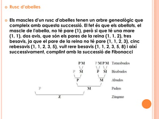 La construcció d’un rectangle auriDemostració que aquest quocientés el número auri. Aquest quocient            el racionalitzem per la seva conjugada, per a que la raó àuria(Φ) ens quedi en el numerador.