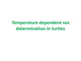 Temperature dependent sex
determination in turtles
 