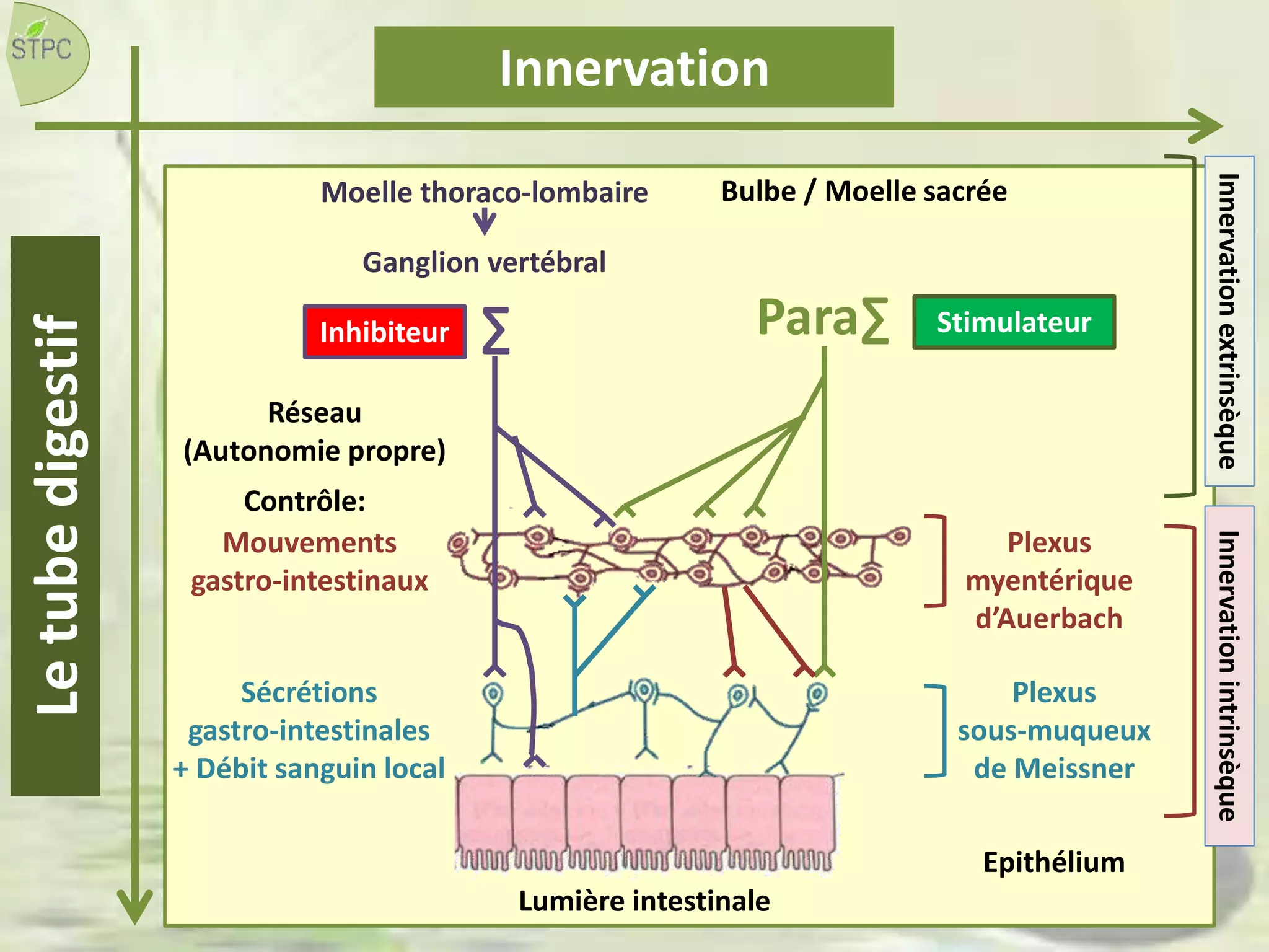Lumière intestinale
Epithélium
Plexus
sous-muqueux
de Meissner
Plexus
myentérique
d’Auerbach
Para∑∑
Mouvements
gastro-intestinaux
Sécrétions
gastro-intestinales
+ Débit sanguin local
Contrôle:
StimulateurInhibiteur
Bulbe / Moelle sacréeMoelle thoraco-lombaire
Ganglion vertébral
Réseau
(Autonomie propre)
InnervationintrinsèqueInnervationextrinsèque
InnervationLetubedigestif
 