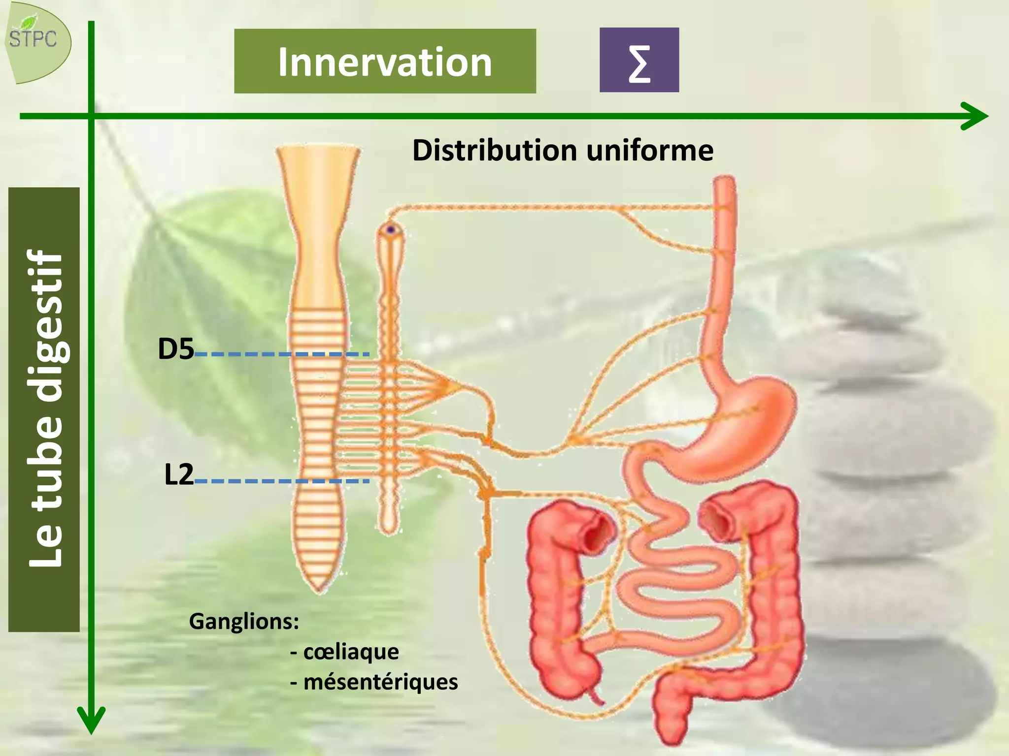 Letubedigestif ∑Innervation
Ganglions:
- cœliaque
- mésentériques
L2
D5
Distribution uniforme
 