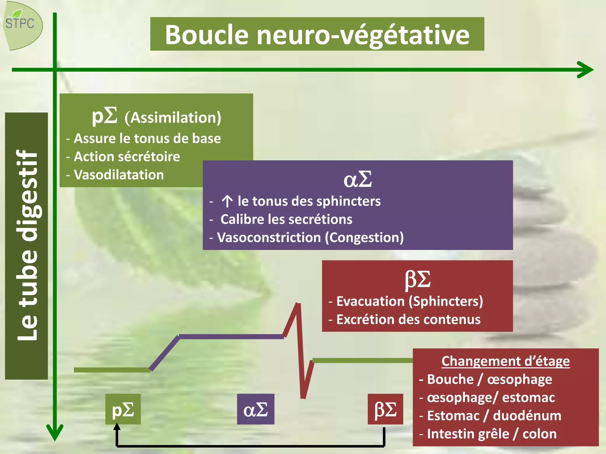 pS aS bS
pS (Assimilation)
- Assure le tonus de base
- Action sécrétoire
- Vasodilatation aS
- ↑ le tonus des sphincters
- Calibre les secrétions
- Vasoconstriction (Congestion)
bS
- Evacuation (Sphincters)
- Excrétion des contenus
Changement d’étage
- Bouche / œsophage
- œsophage/ estomac
- Estomac / duodénum
- Intestin grêle / colon
Boucle neuro-végétativeLetubedigestif
 