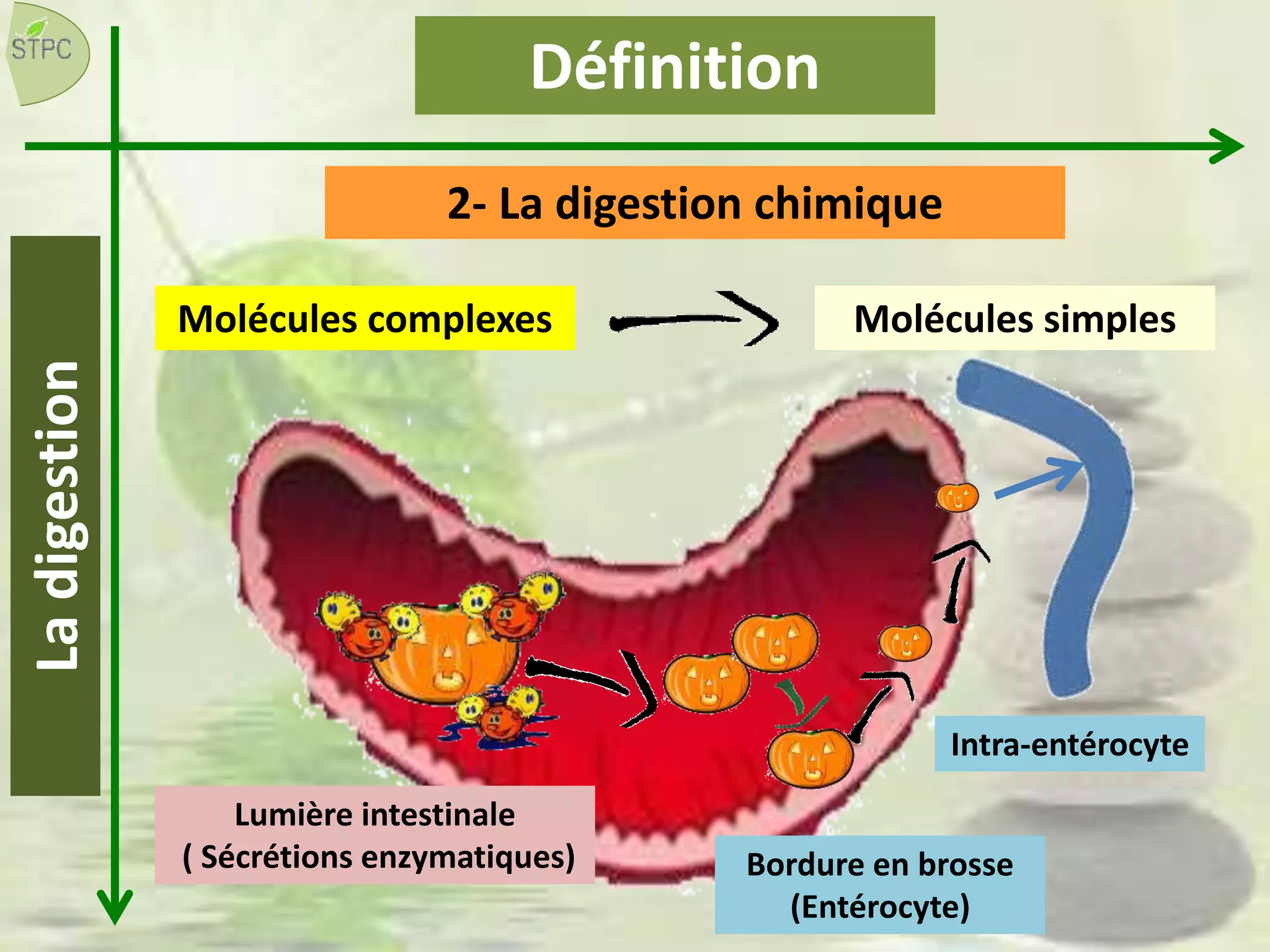 Définition
2- La digestion chimique
Molécules complexes
Ladigestion
Bordure en brosse
(Entérocyte)
Lumière intestinale
( Sécrétions enzymatiques)
Molécules simples
Intra-entérocyte
 