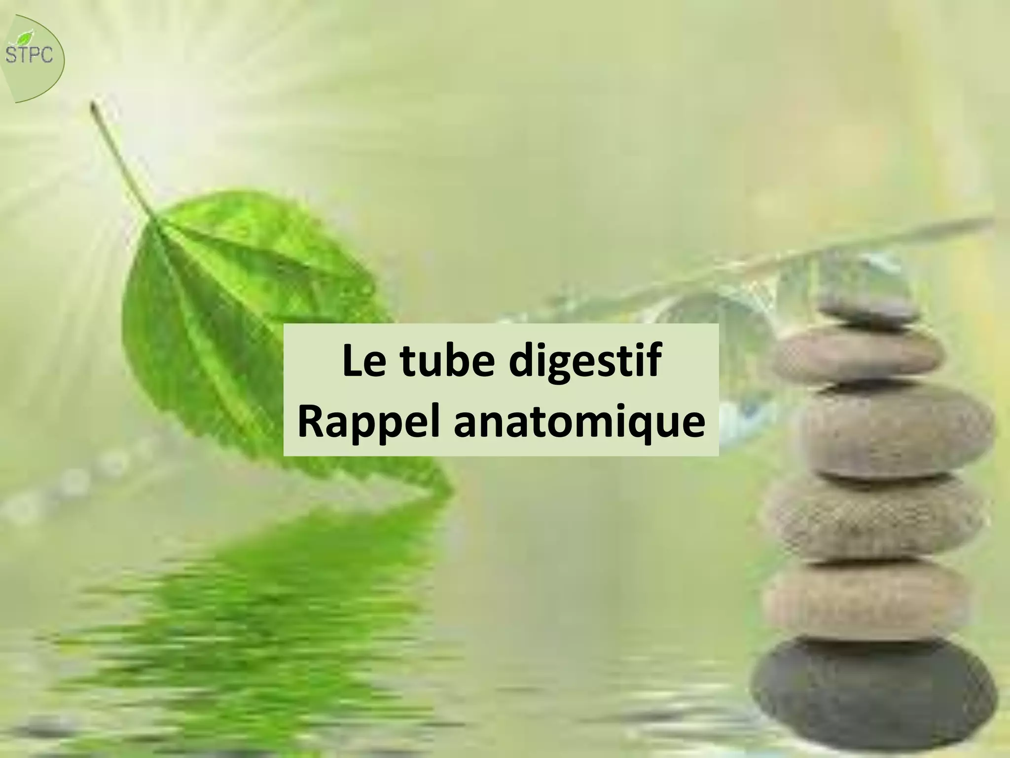 Le tube digestif
Rappel anatomique
 