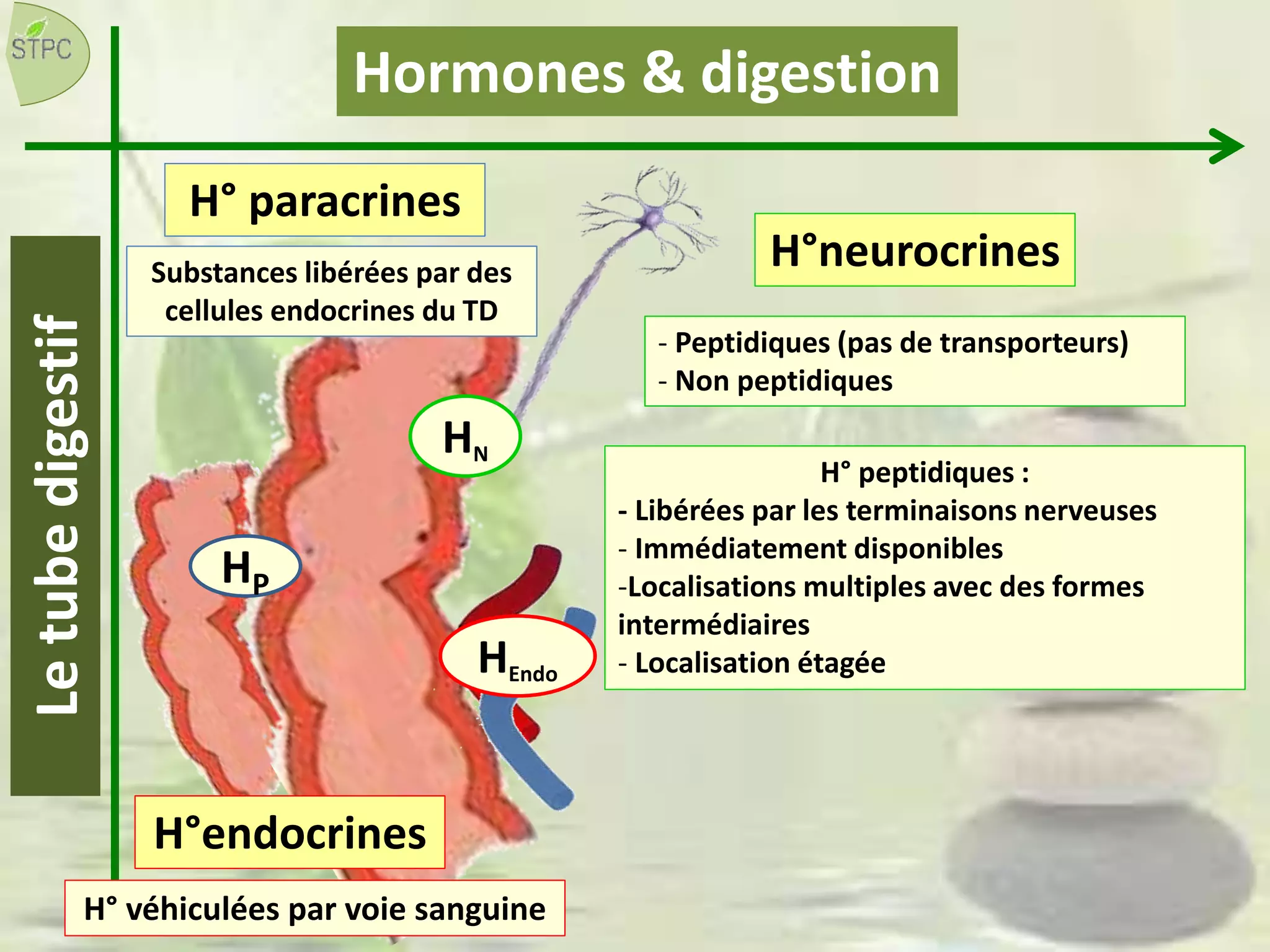 H° paracrines
Hormones & digestion
H°neurocrines
- Peptidiques (pas de transporteurs)
- Non peptidiques
HP
HEndo
HN
H° peptidiques :
- Libérées par les terminaisons nerveuses
- Immédiatement disponibles
-Localisations multiples avec des formes
intermédiaires
- Localisation étagée
H°endocrines
H° véhiculées par voie sanguine
Substances libérées par des
cellules endocrines du TD
Letubedigestif
 