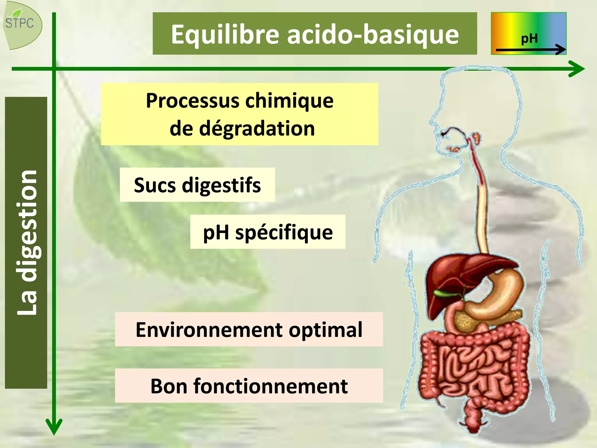 Ladigestion
Processus chimique
de dégradation
Sucs digestifs
pH spécifique
Environnement optimal
Bon fonctionnement
Equilibre acido-basique pH
 
