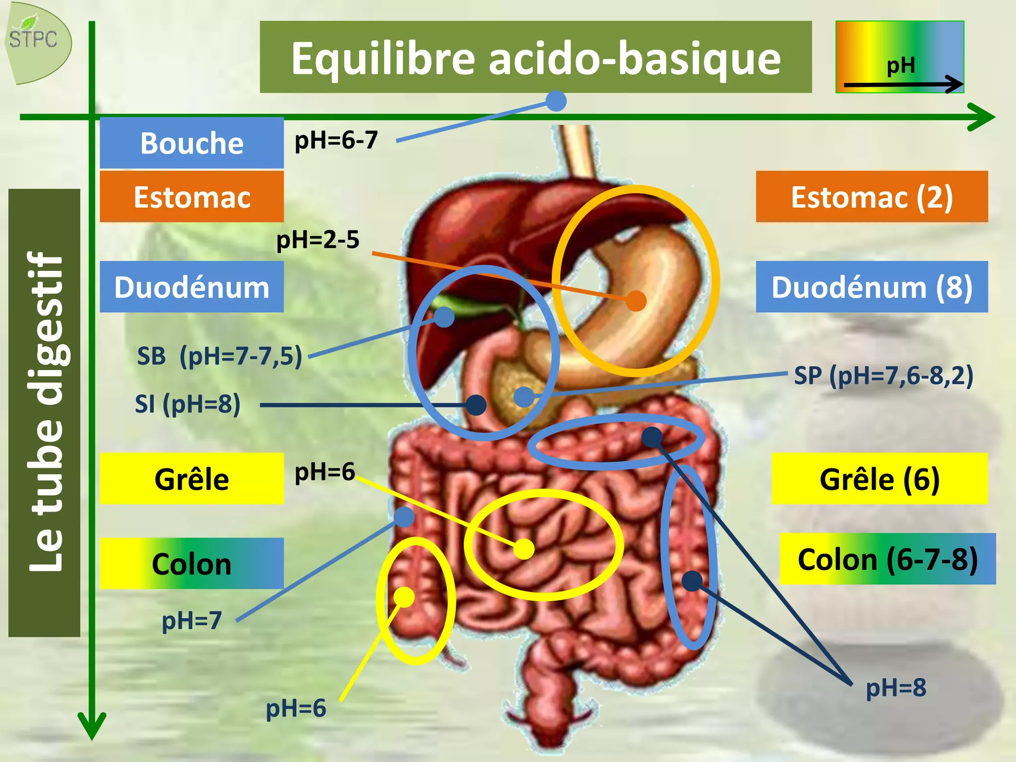 Estomac
Duodénum
Equilibre acido-basique
SB (pH=7-7,5)
SP (pH=7,6-8,2)
SI (pH=8)
pH=2-5
pH=8
Colon (6-7-8)
pH=7
pH=6
Grêle pH=6
Estomac (2)
Duodénum (8)
Colon
Grêle (6)
Letubedigestif pH
Bouche pH=6-7
 