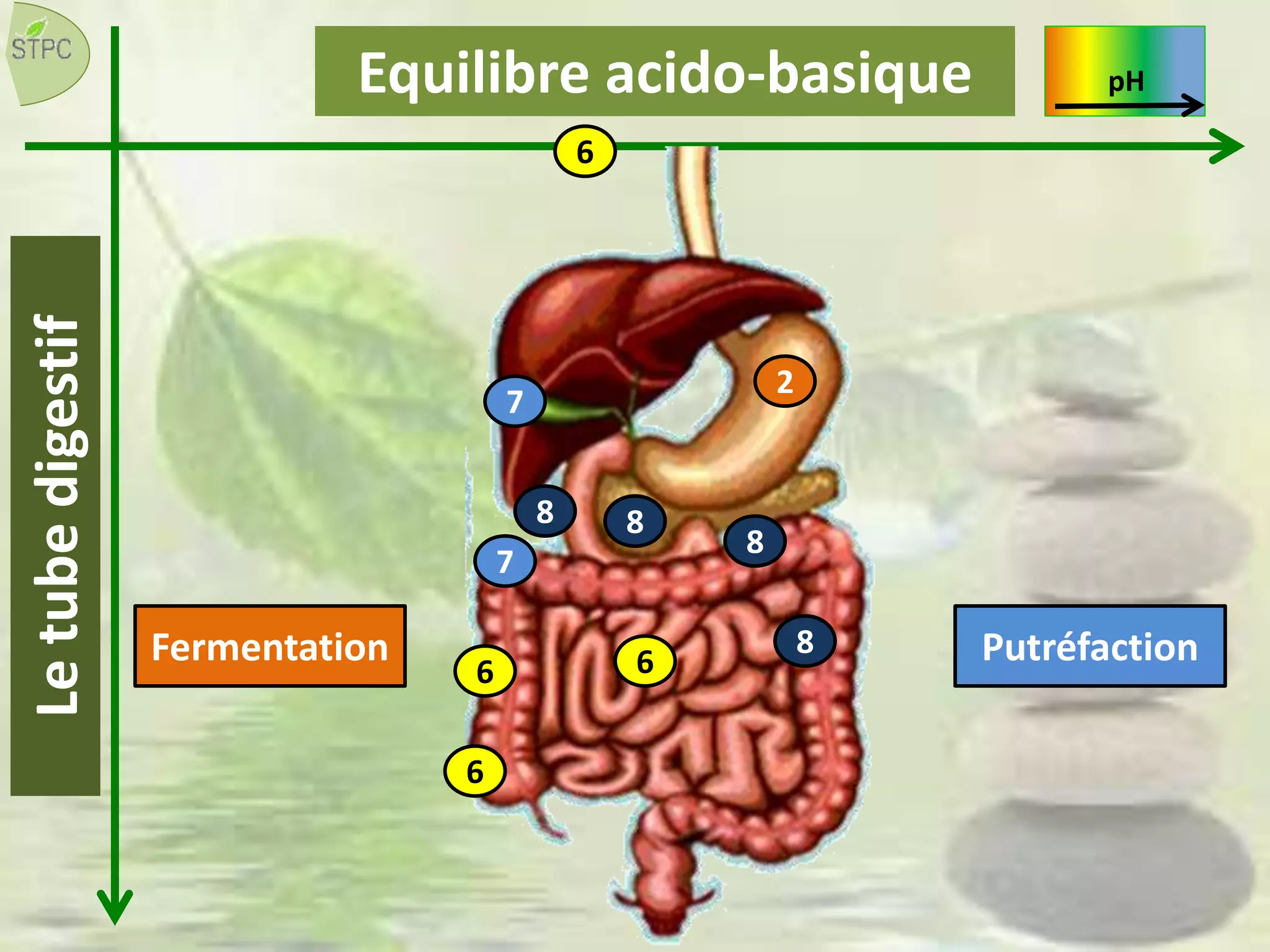 Equilibre acido-basique
2
7
88
6
6
7
8
8Fermentation
6
Putréfaction
Letubedigestif pH
6
 