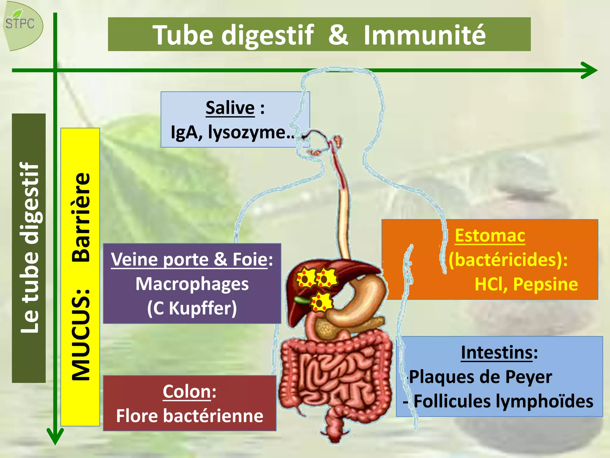 Intestins:
-Plaques de Peyer
- Follicules lymphoïdes
Tube digestif & Immunité
Salive :
IgA, lysozyme…
Estomac
(bactéricides):
HCl, Pepsine
MUCUS:Barrière
Veine porte & Foie:
Macrophages
(C Kupffer)
Letubedigestif
Colon:
Flore bactérienne
 