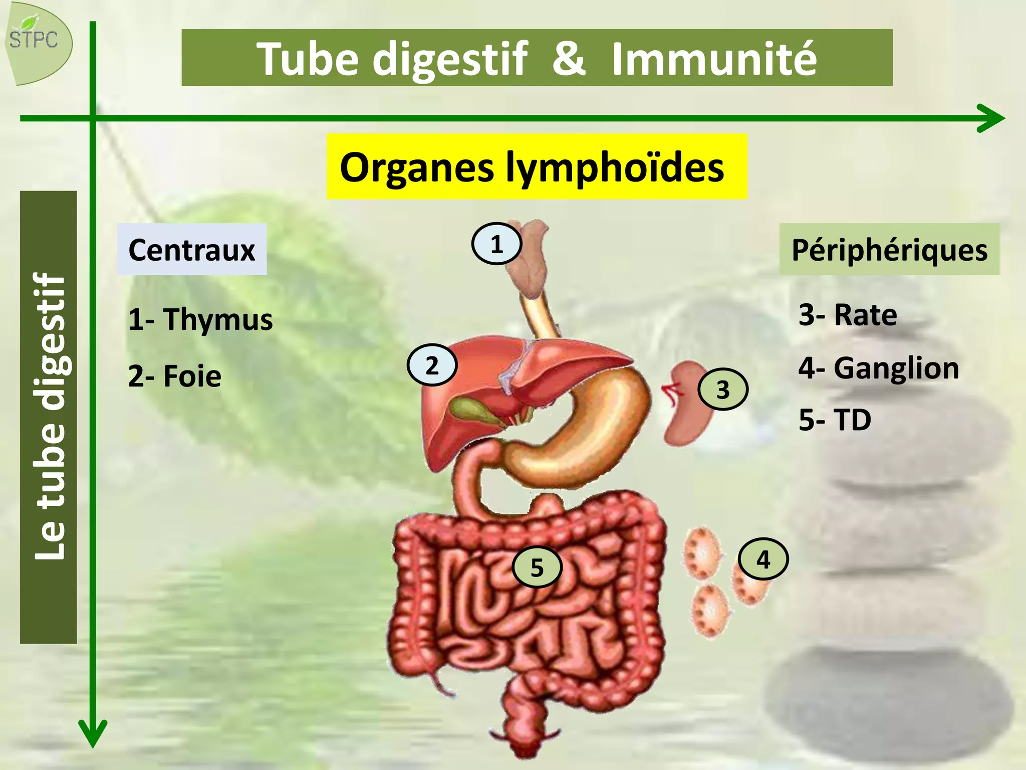 Tube digestif & Immunité
Organes lymphoïdes
Centraux Périphériques1
2
1- Thymus
2- Foie 3
3- Rate
4- Ganglion
5- TD
5 4
Letubedigestif
 