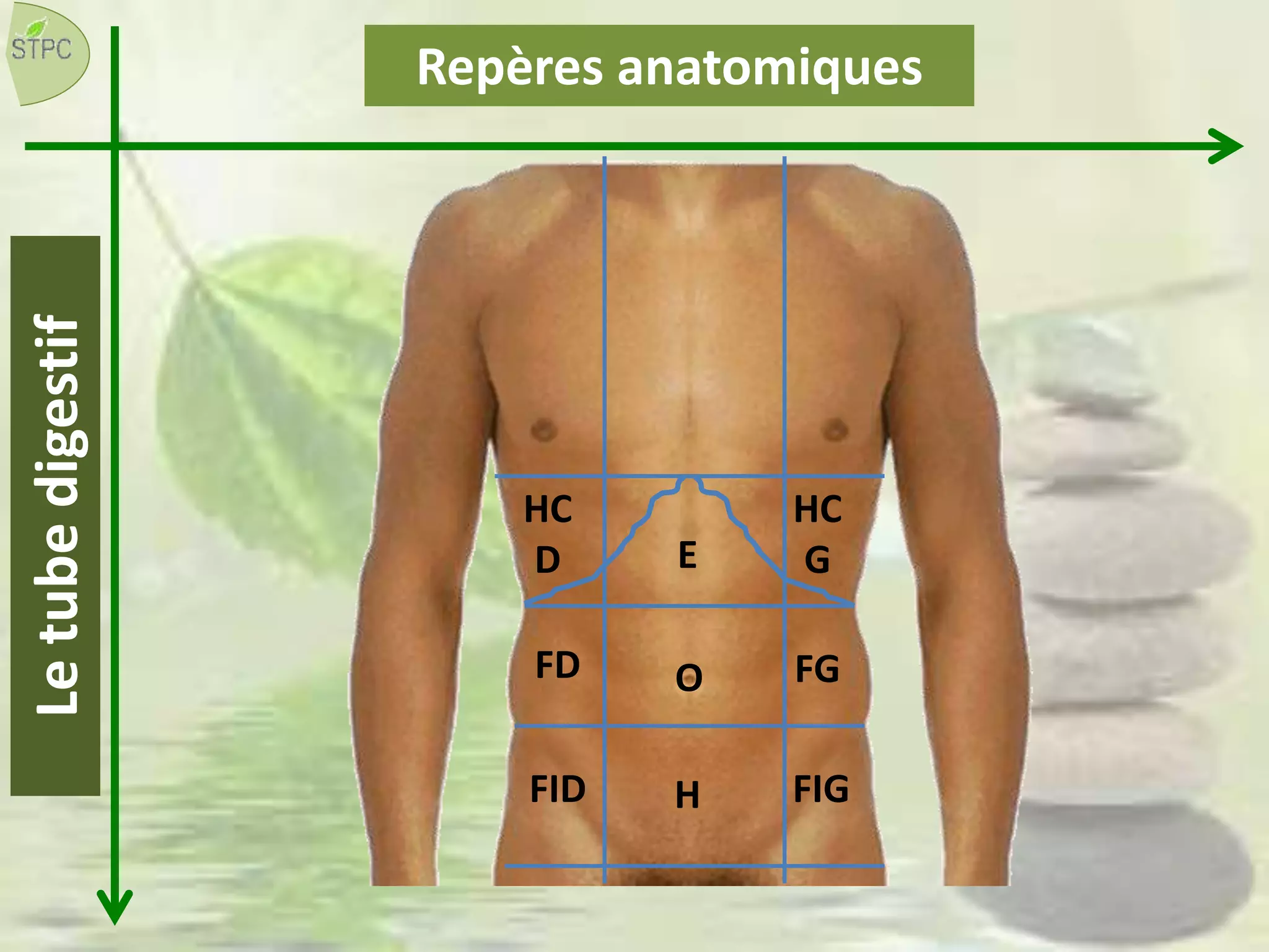 Repères anatomiquesLetubedigestif
HC
D
HC
GE
FD FG
FID FIG
O
H
 