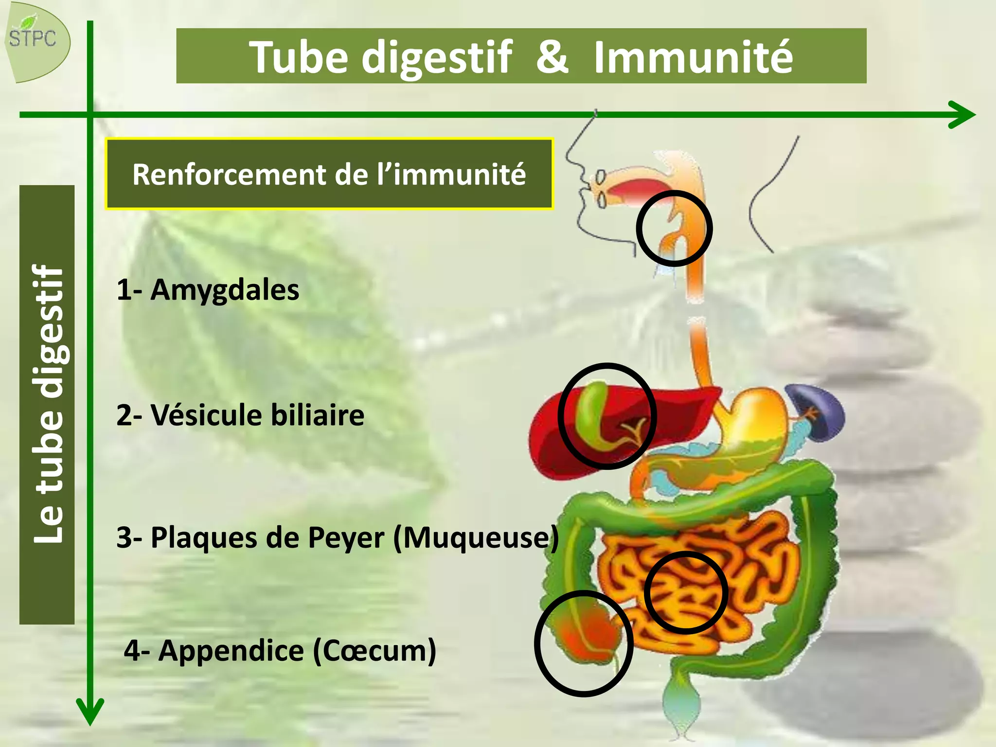 1- Amygdales
2- Vésicule biliaire
3- Plaques de Peyer (Muqueuse)
4- Appendice (Cœcum)
Tube digestif & ImmunitéLetubedigestif
Renforcement de l’immunité
 