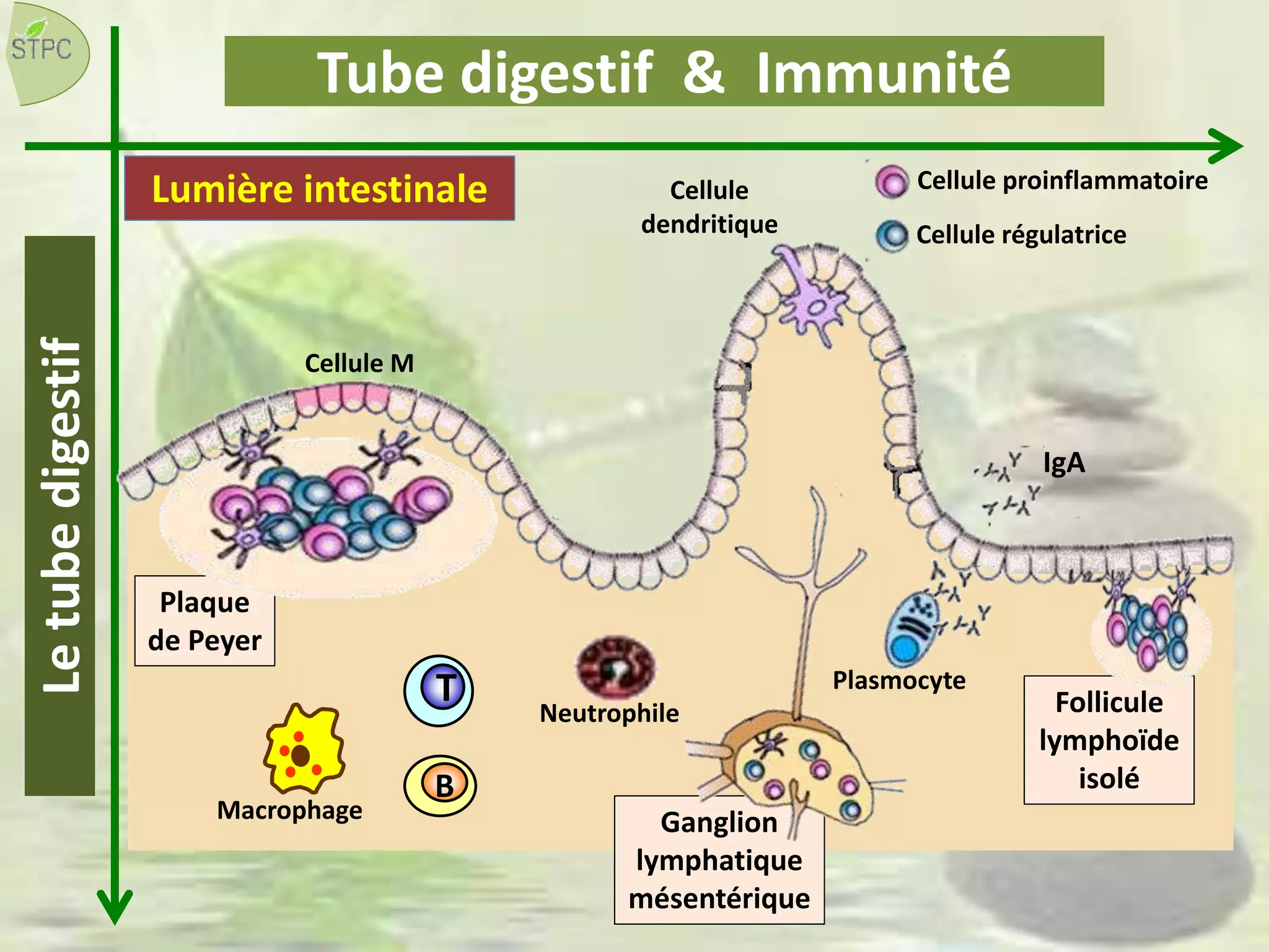 Plaque
de Peyer
Neutrophile Follicule
lymphoïde
isolé
Ganglion
lymphatique
mésentérique
T
B
Macrophage
Plasmocyte
Cellule proinflammatoire
Cellule régulatrice
Cellule M
Cellule
dendritique
Lumière intestinale
Tube digestif & Immunité
IgA
Letubedigestif
 