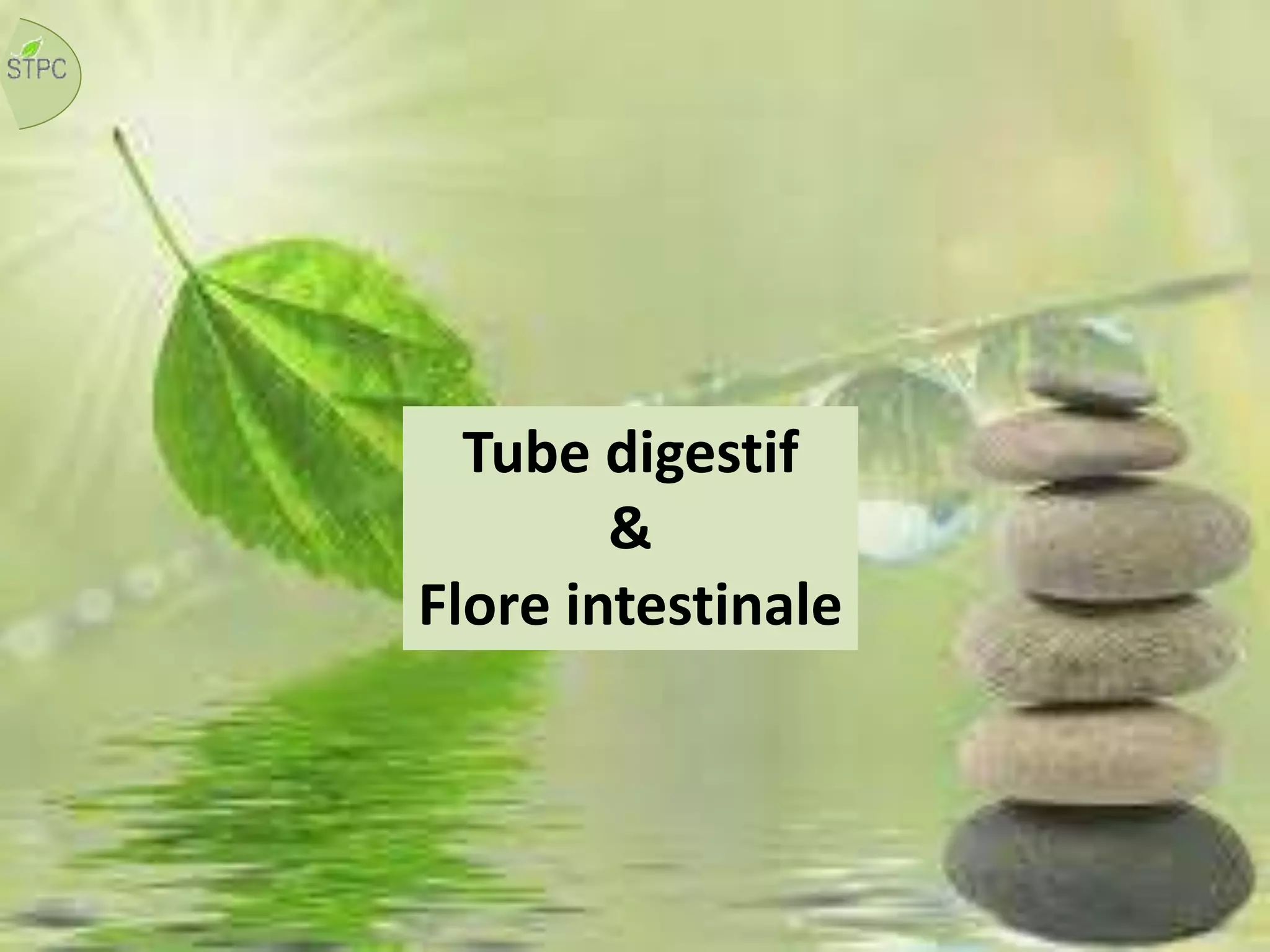 Tube digestif
&
Flore intestinale
 