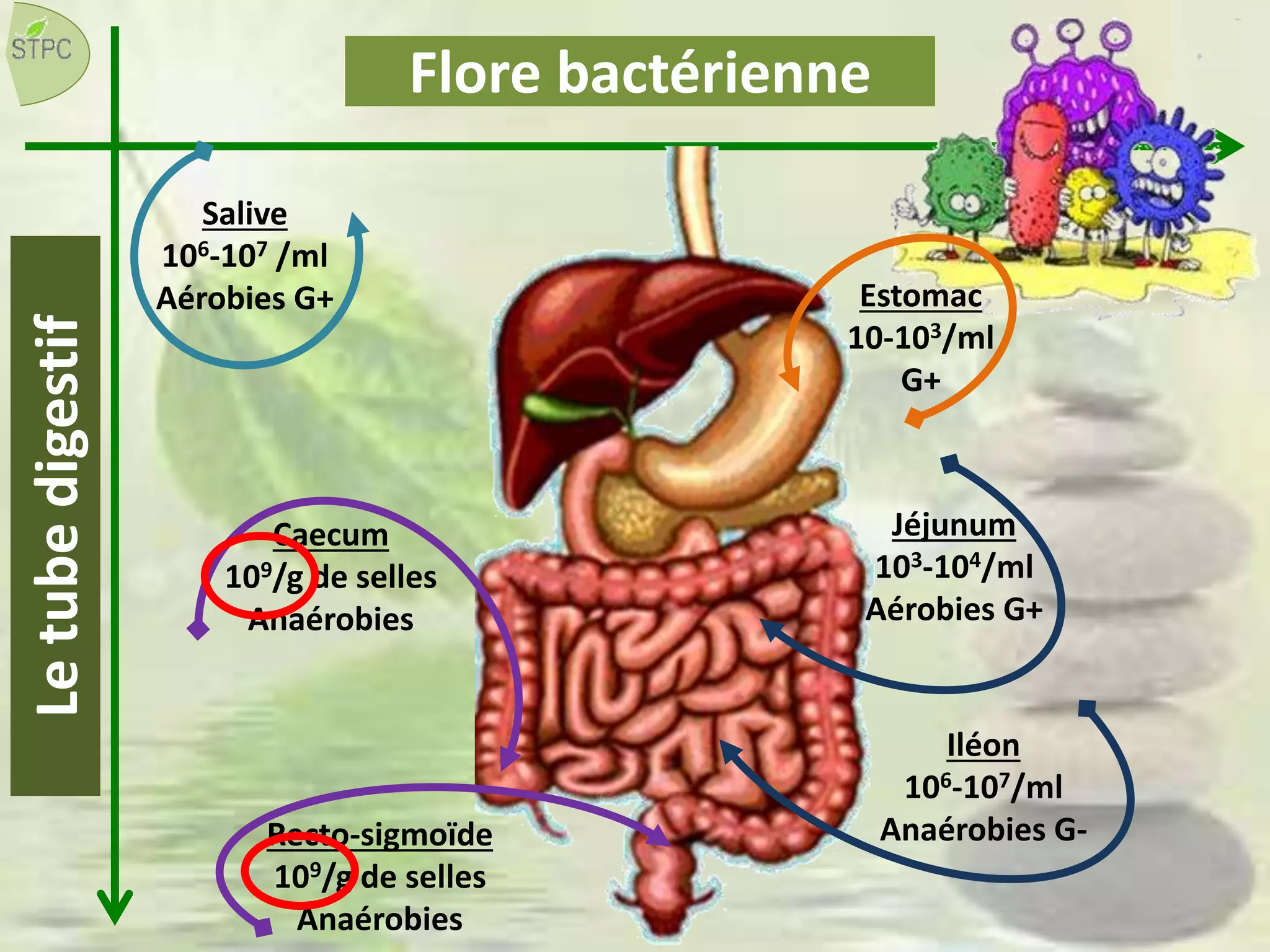 Flore bactérienne
Salive
106-107 /ml
Aérobies G+ Estomac
10-103/ml
G+
Caecum
109/g de selles
Anaérobies
Jéjunum
103-104/ml
Aérobies G+
Iléon
106-107/ml
Anaérobies G-Recto-sigmoïde
109/g de selles
Anaérobies
Letubedigestif
 