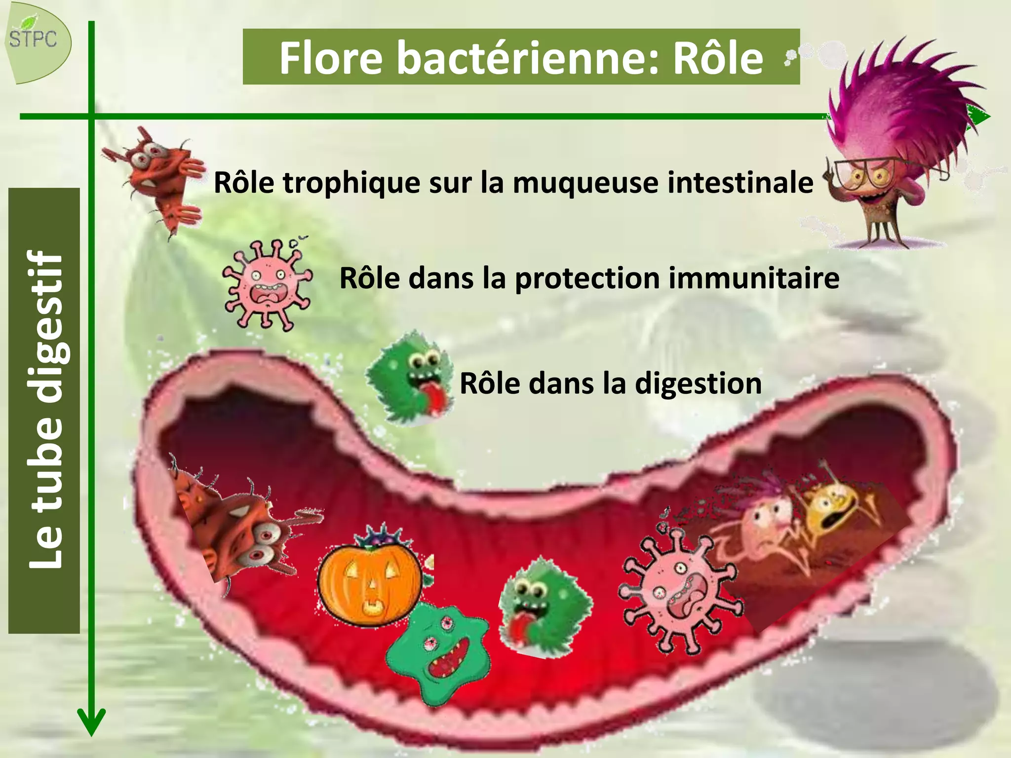 Flore bactérienne: RôleLetubedigestif
Rôle trophique sur la muqueuse intestinale
Rôle dans la digestion
Rôle dans la protection immunitaire
 