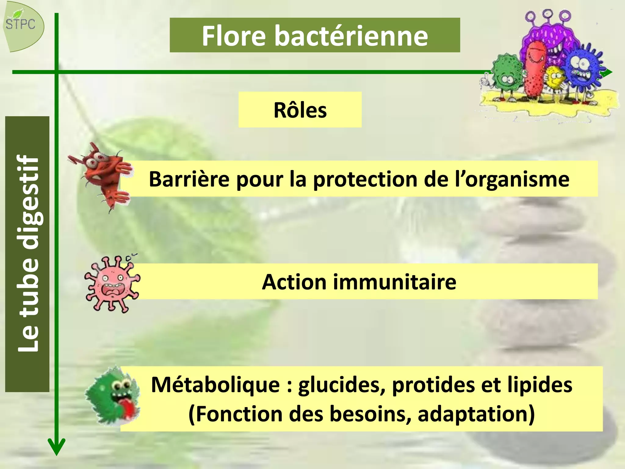 Flore bactérienneLetubedigestif
Rôles
Barrière pour la protection de l’organisme
Métabolique : glucides, protides et lipides
(Fonction des besoins, adaptation)
Action immunitaire
 
