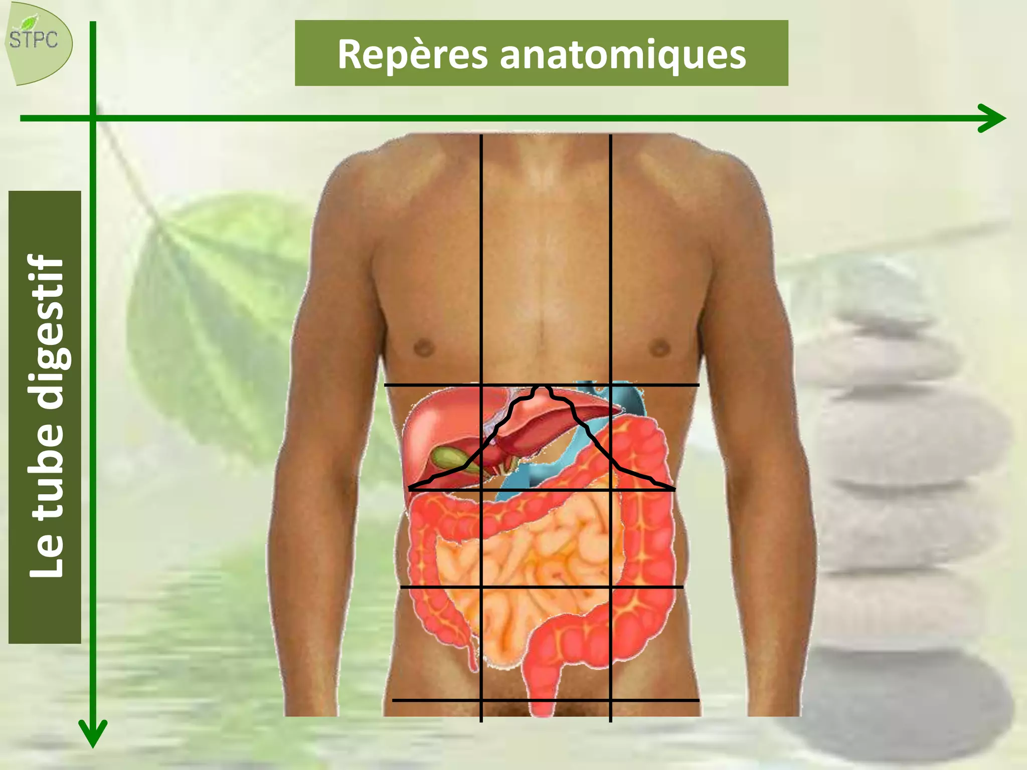 Repères anatomiquesLetubedigestif
 