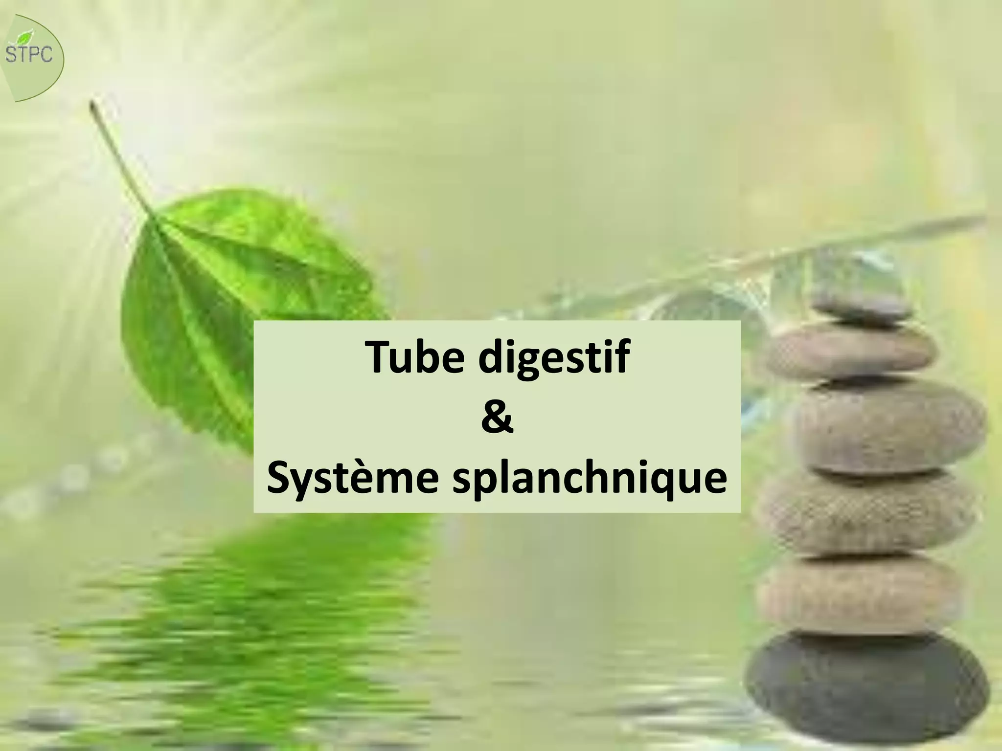 Tube digestif
&
Système splanchnique
 