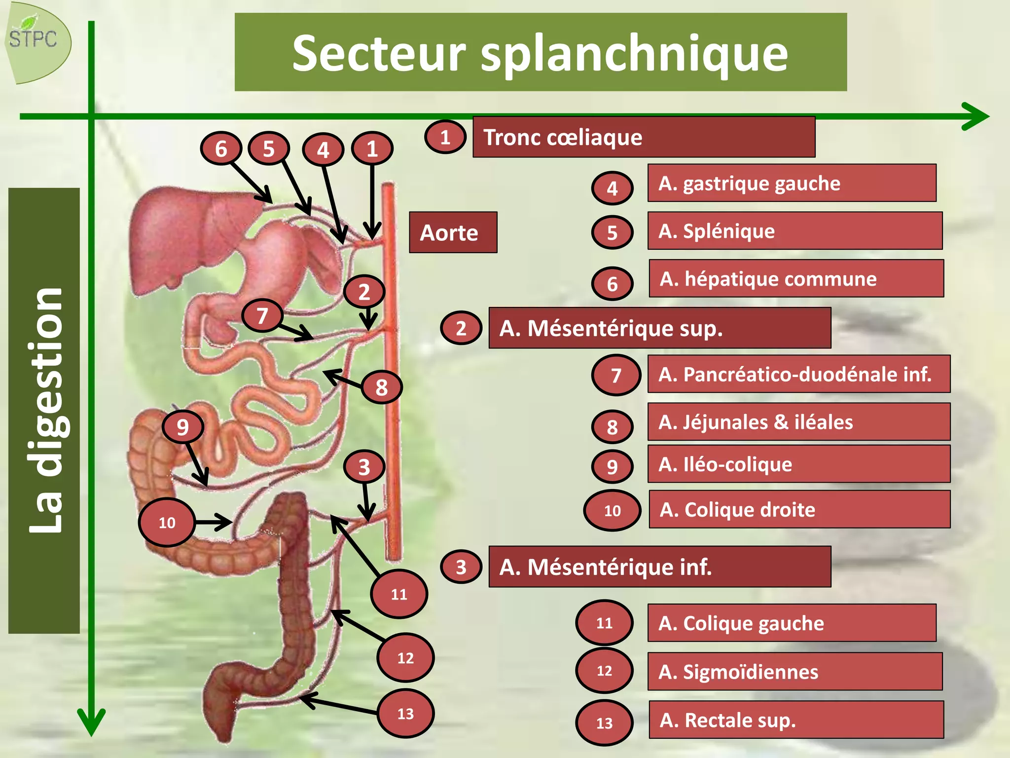 Ladigestion
A. gastrique gauche
A. Splénique
A. hépatique commune
1 Tronc cœliaque1
6 45
4
5
6
A. Jéjunales & iléales
A. Iléo-colique
A. Colique droite
2
A. Mésentérique sup.2
8
8
9
10
9
10
3
A. Colique gauche
A. Sigmoïdiennes
A. Rectale sup.
A. Mésentérique inf.3
11
12
13
A. Pancréatico-duodénale inf.7
7
11
12
13
Secteur splanchnique
Aorte
 
