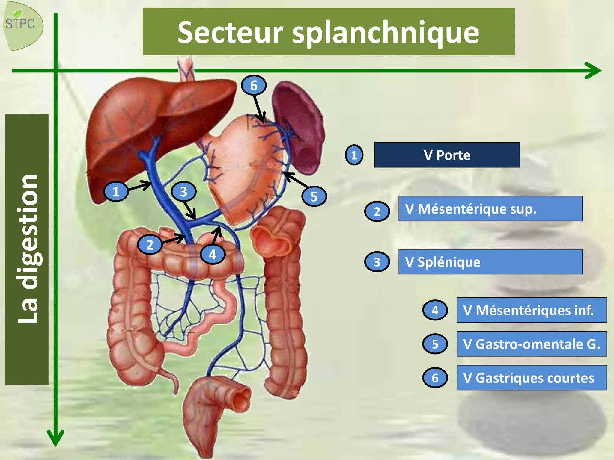 Ladigestion
1
V Porte1
2
V Mésentérique sup.2
3
V Splénique3
V Mésentériques inf.4
4
V Gastro-omentale G.5
5
V Gastriques courtes6
6
Secteur splanchnique
 