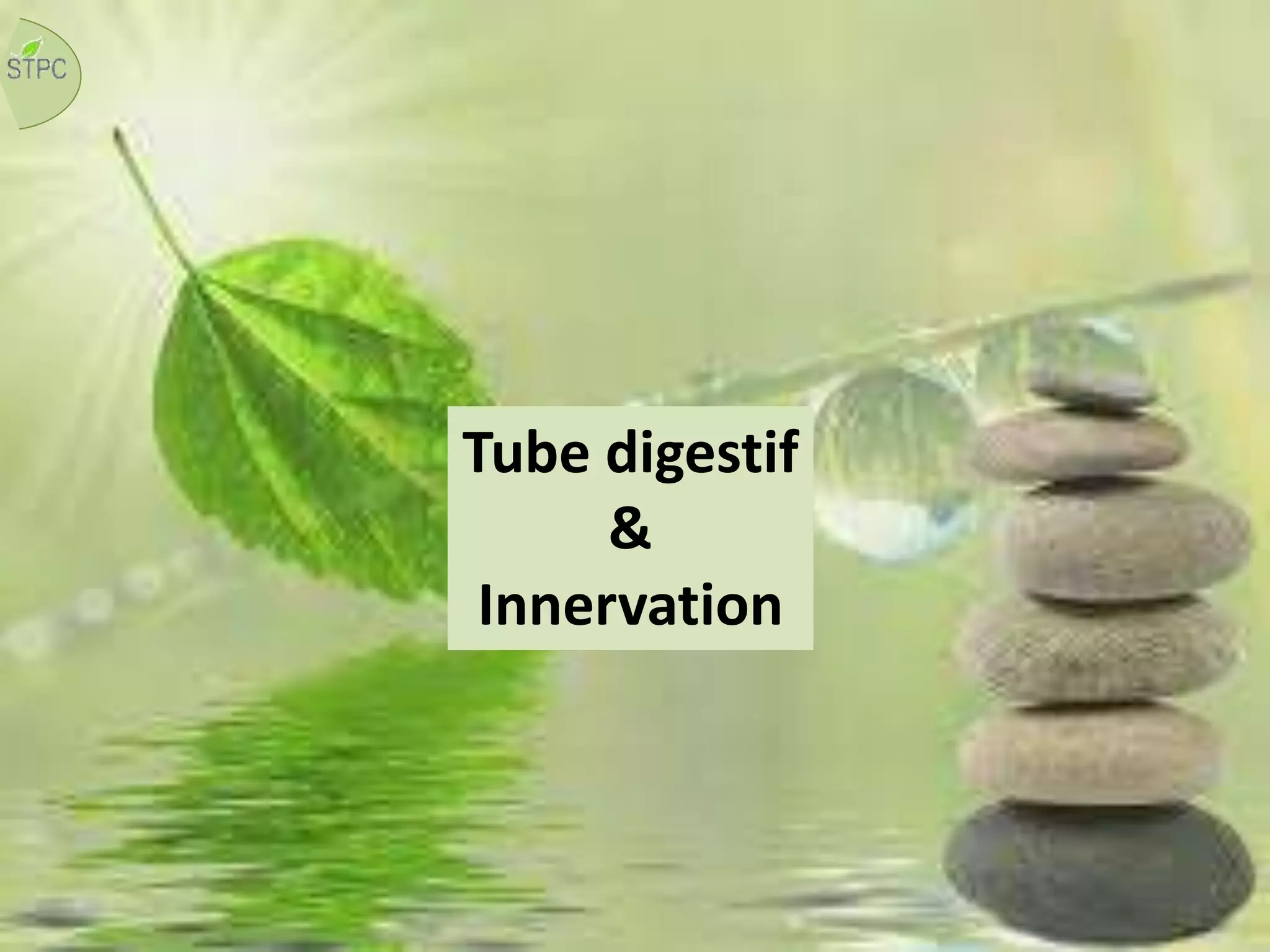Tube digestif
&
Innervation
 