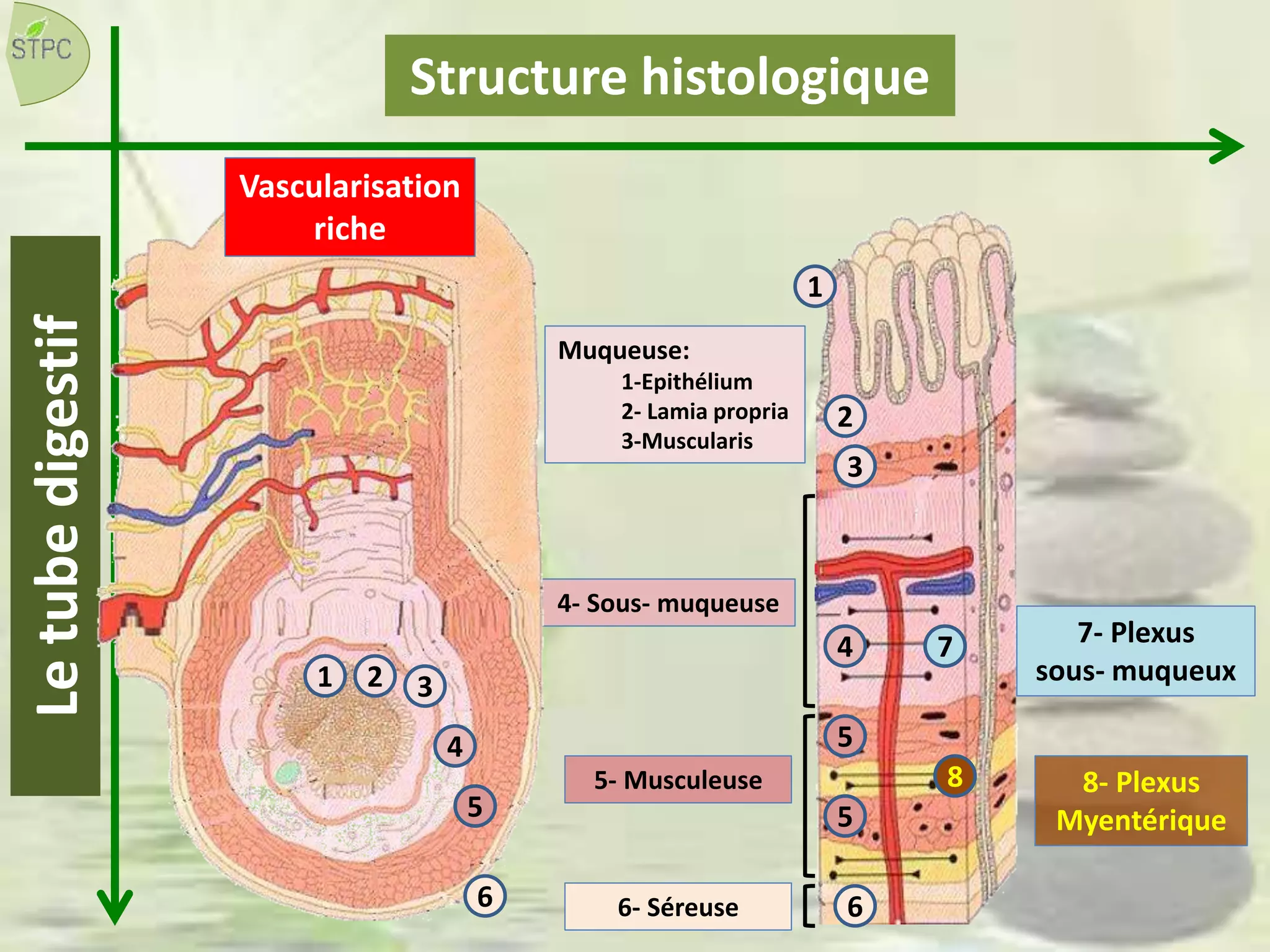 Structure histologiqueLetubedigestif
Muqueuse:
1-Epithélium
2- Lamia propria
3-Muscularis
4- Sous- muqueuse
5- Musculeuse
6- Séreuse
7- Plexus
sous- muqueux
8- Plexus
Myentérique
1
1
2
2
3
3
4
4
5
5
5
6 6
8
7
Vascularisation
riche
 