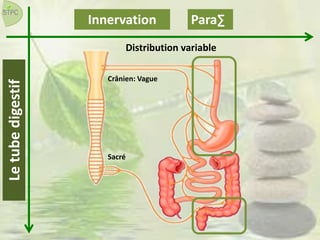 InnervationLetubedigestif Para∑
Crânien: Vague
Sacré
Distribution variable
 