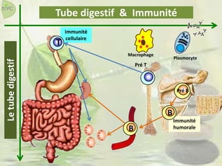 Immunité
cellulaire
Immunité
humorale
Tube digestif & Immunité
Pré T
T
B
Pré B
B
Letubedigestif
Macrophage
Plasmocyte
 