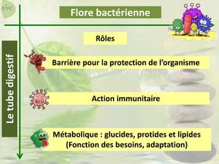 Flore bactérienneLetubedigestif
Rôles
Barrière pour la protection de l’organisme
Métabolique : glucides, protides et lipides
(Fonction des besoins, adaptation)
Action immunitaire
 