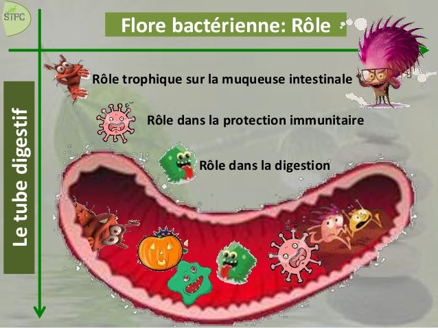 Tube digestif ( sliders 1)
