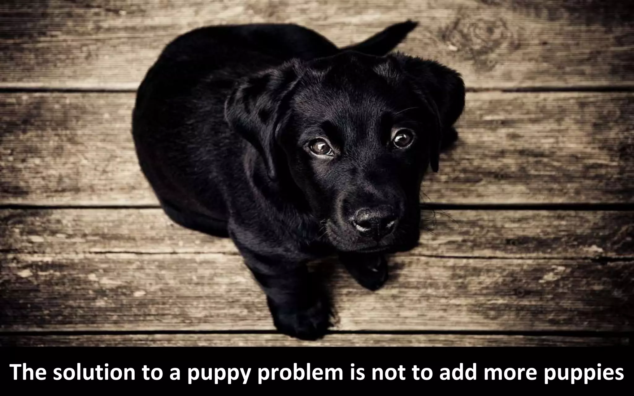 Copyright Third Nature, Inc.
The solution to a puppy problem is not to add more puppies
 