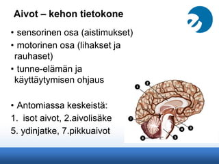 Aivot – kehon tietokone
• sensorinen osa (aistimukset)
• motorinen osa (lihakset ja
rauhaset)
• tunne-elämän ja
käyttäytymisen ohjaus
• Antomiassa keskeistä:
1. isot aivot, 2.aivolisäke
5. ydinjatke, 7.pikkuaivot
 
