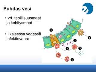 Puhdas vesi
• vrt. teolllisuusmaat
ja kehitysmaat
• likaisessa vedessä
infektiovaara
 