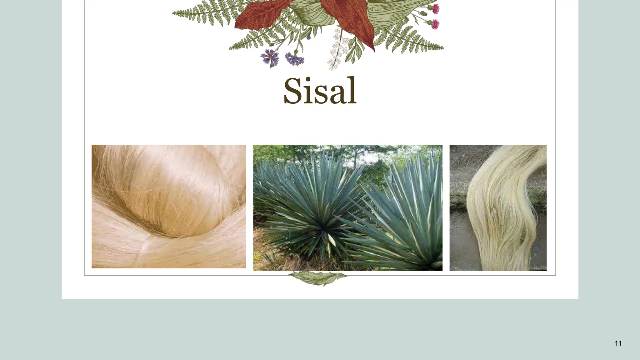 Sisal
11
 