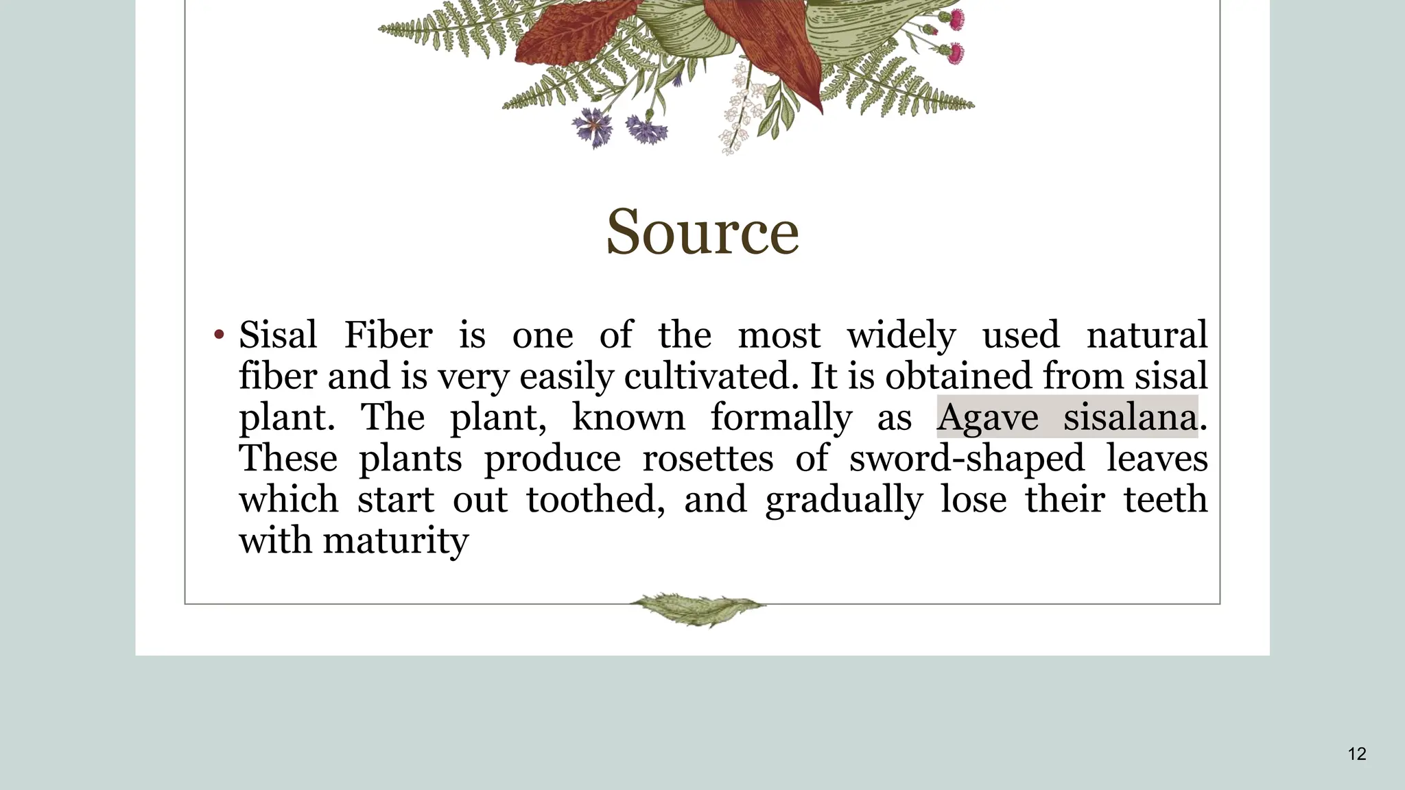Source
12
• Sisal Fiber is one of the most widely used natural
fiber and is very easily cultivated. It is obtained from sisal
plant. The plant, known formally as Agave sisalana.
These plants produce rosettes of sword-shaped leaves
which start out toothed, and gradually lose their teeth
with maturity
 